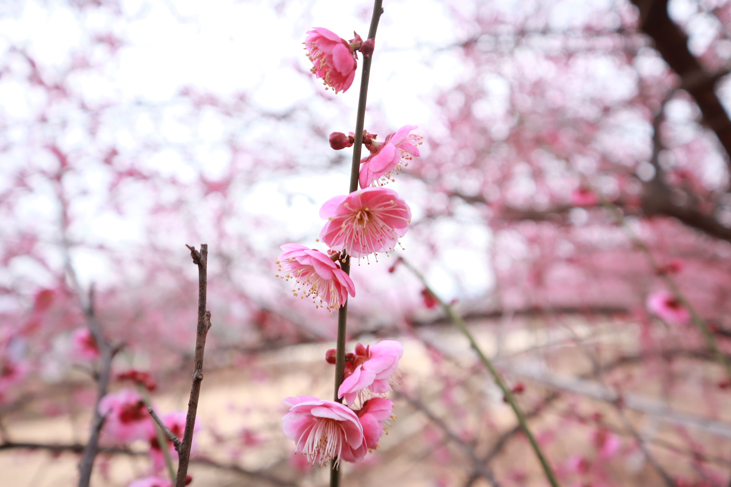 1.盛开的梅花.png