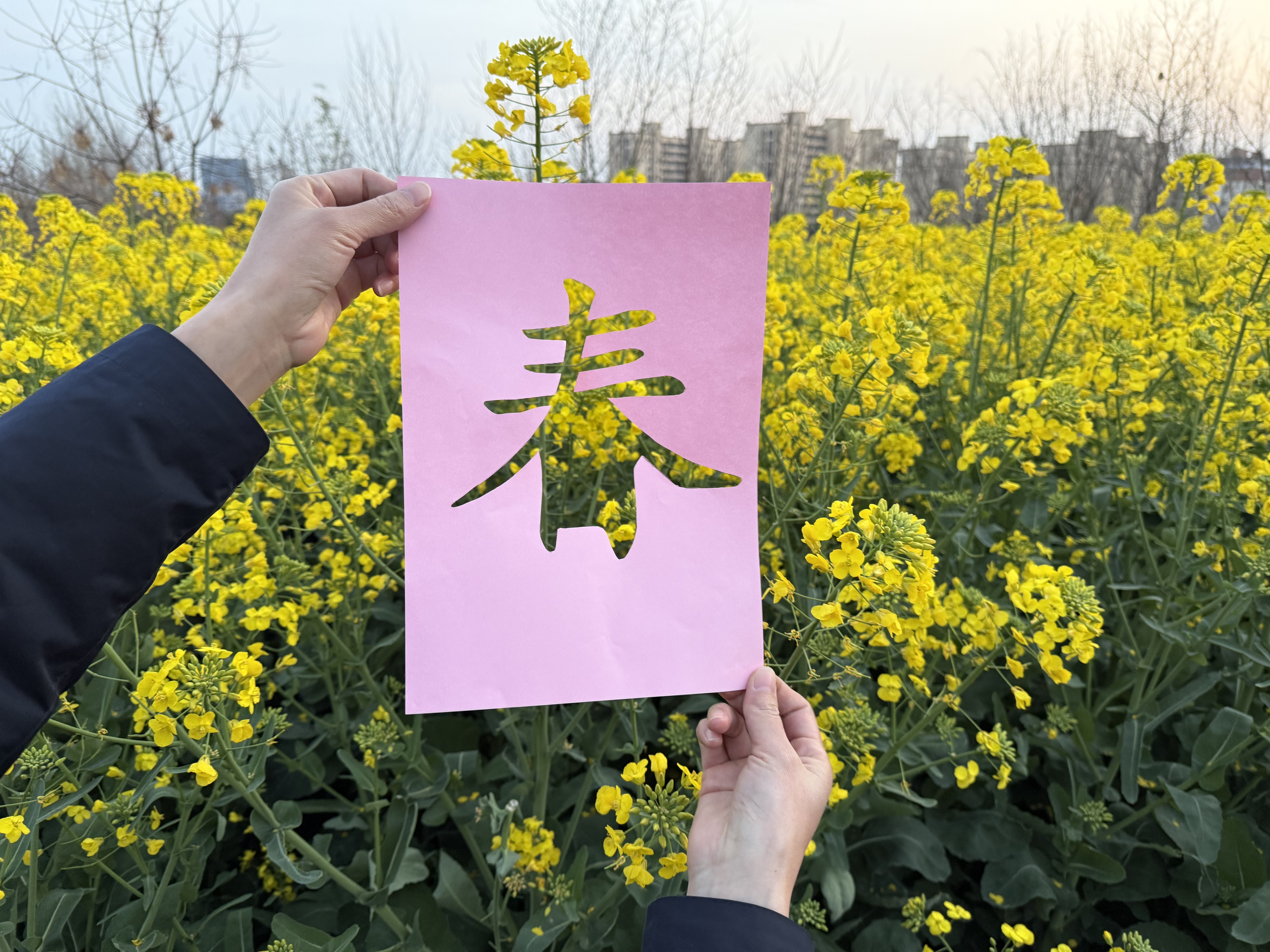 双莲管理所春分.png 双莲管理所春分.png