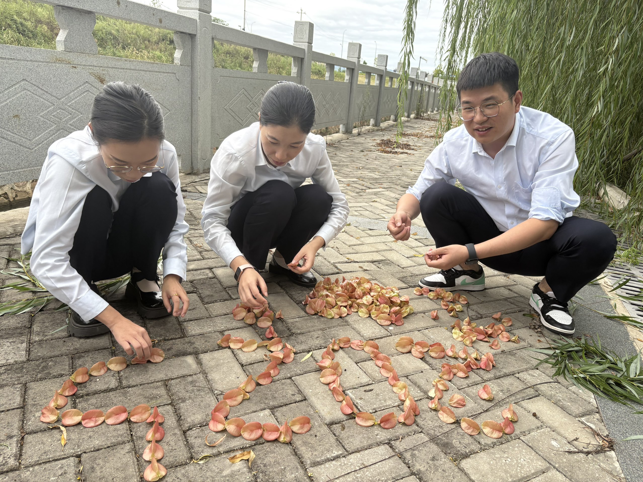 双莲管理所：2025年的栾树.png